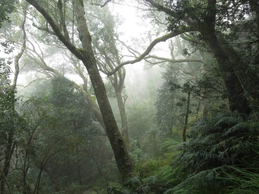 enchanting jungle skeleton gorge